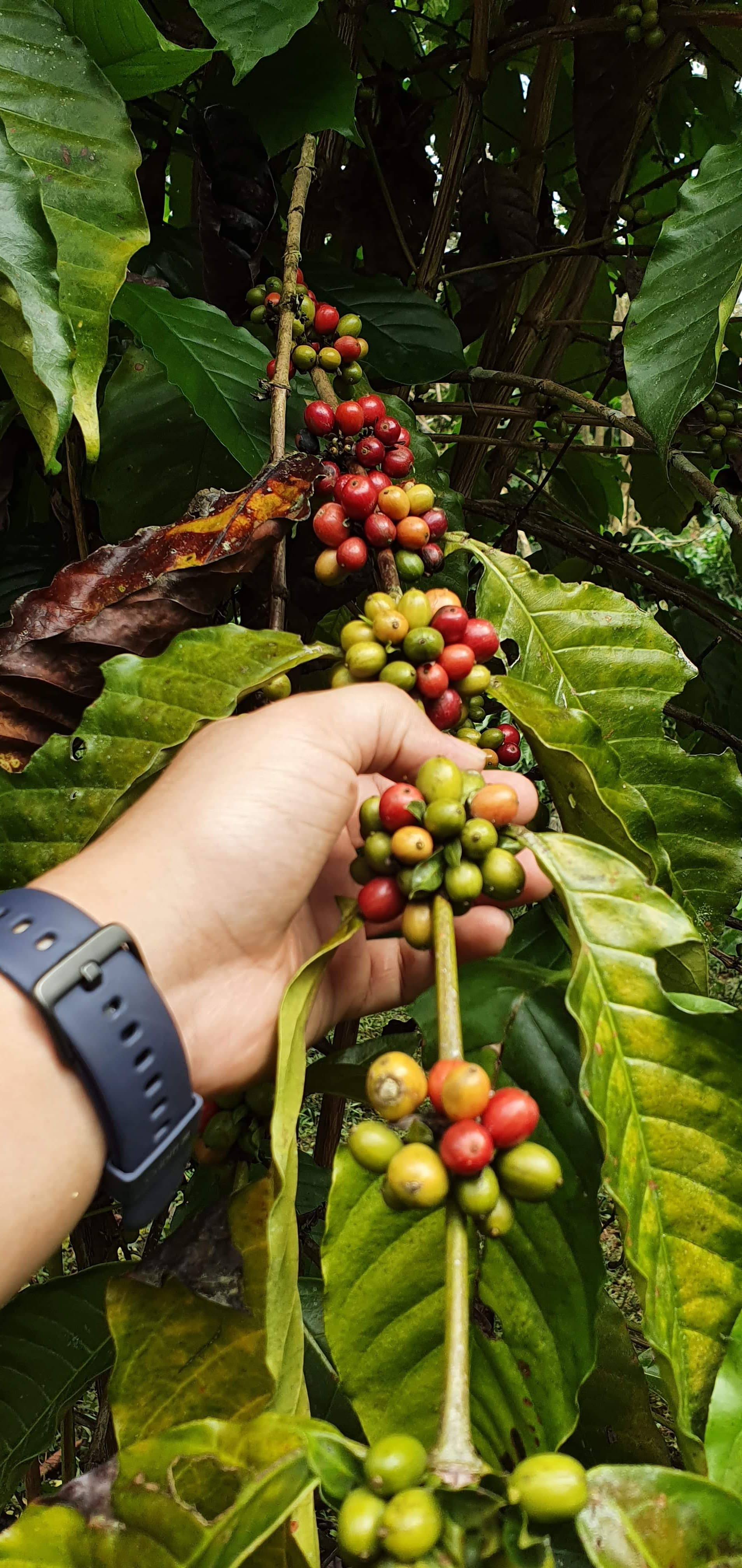 Coffee cherries