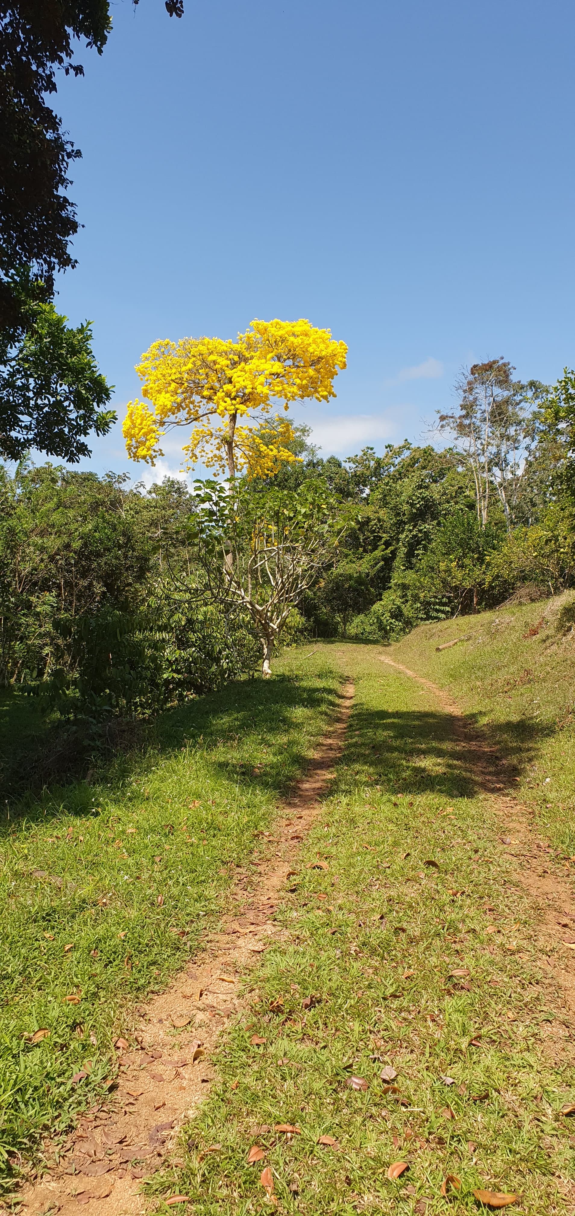 Guayacán tree